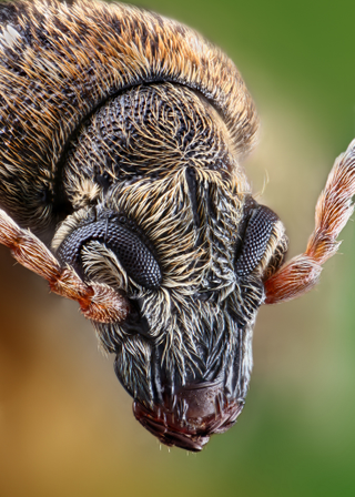 Illustration for article titled Some of the Most Gorgeous Macrophotography We've Seen in Ages